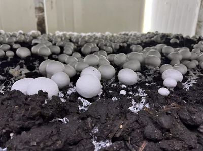 江都大橋 科技賦能蘑菇產業，智能種植與生物基材料研發引領綠色未來